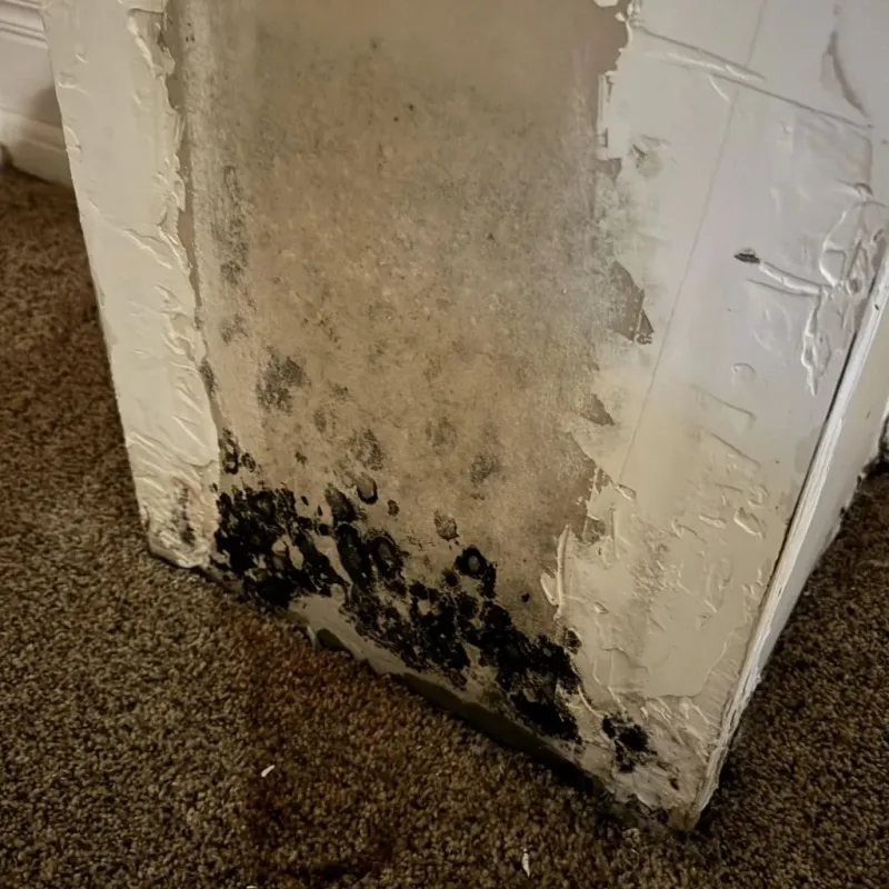 Professional Mold Removal in Manti, UT